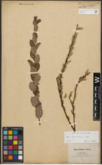 Foto von Salix starkeana Willd.